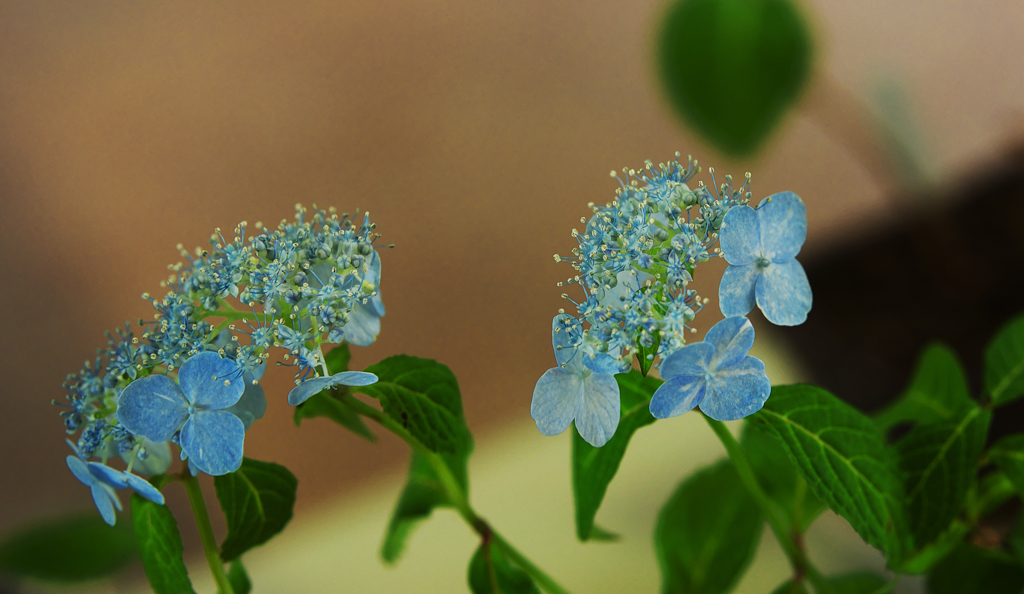 山アジサイ展・３＿２