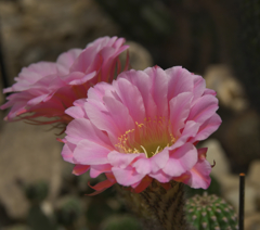 サボテンの花・１５