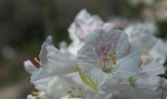 石楠花・１３