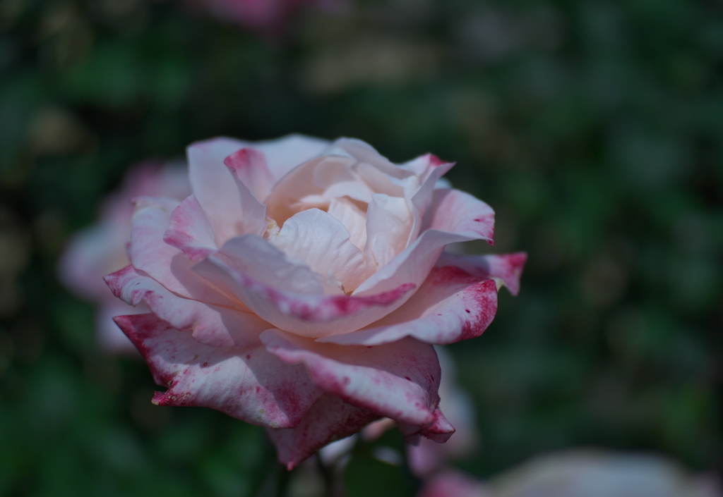 春バラ・３０＿２４