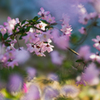 花海棠・５