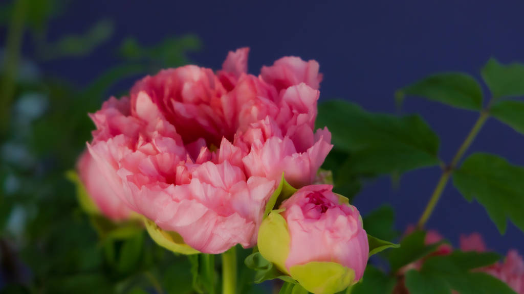 花　魁（おいらん）