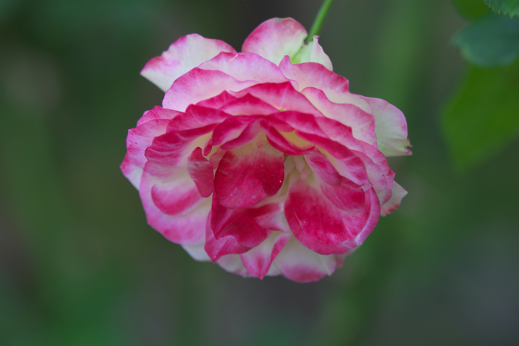 秋薔薇・２１