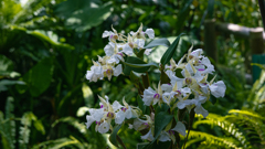 デンドロビウム　エキシミウム