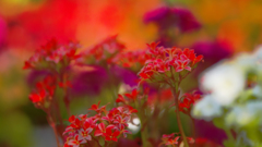 多肉植物の花＿４