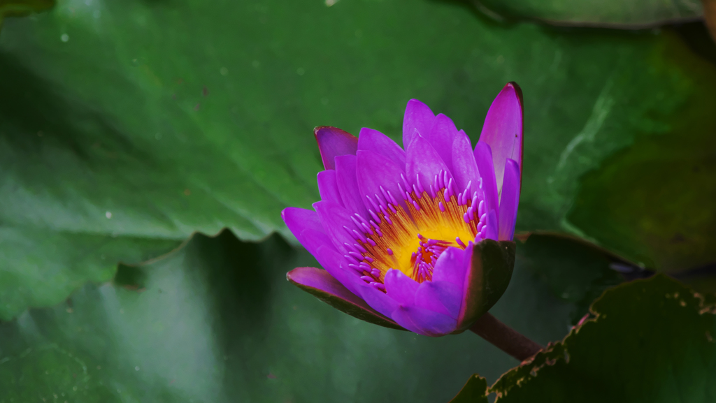 睡　蓮・３