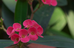 フトハナキリン・２