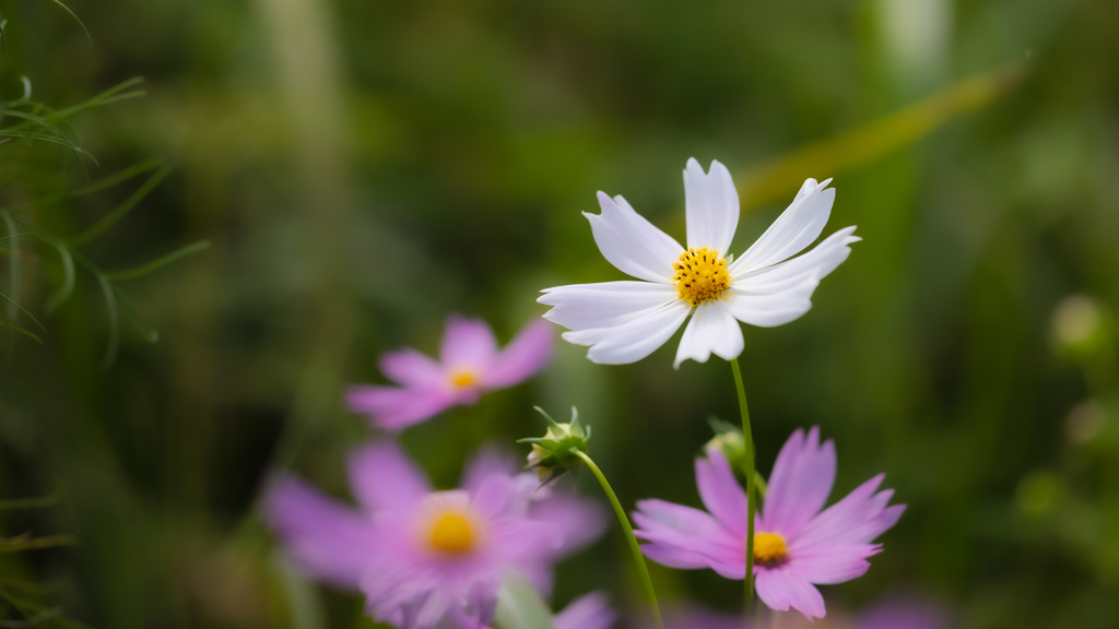 秋桜・５＿１