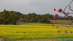 菜の花１＿１