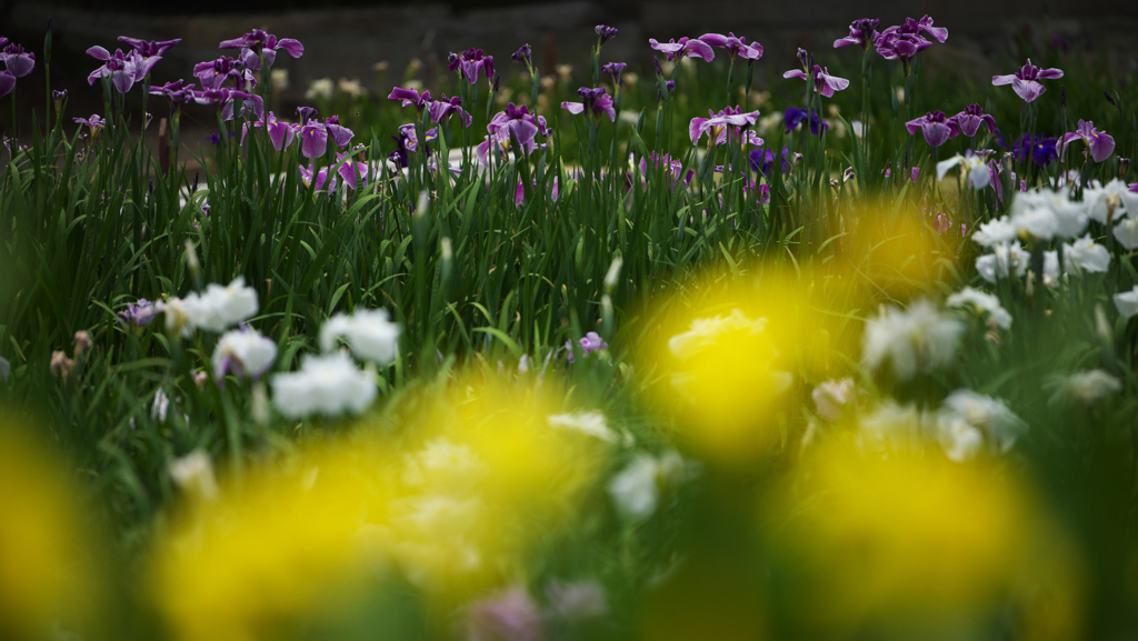 花菖蒲・３＿５