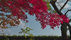 紅葉＿毛利氏庭園・３０＿１７