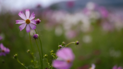 秋桜・６＿１