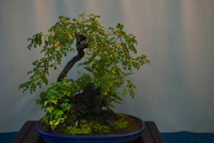 山野草・３