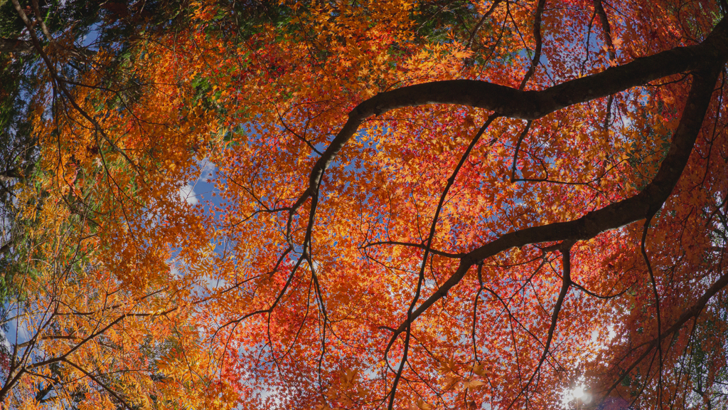 紅葉の頃＿６