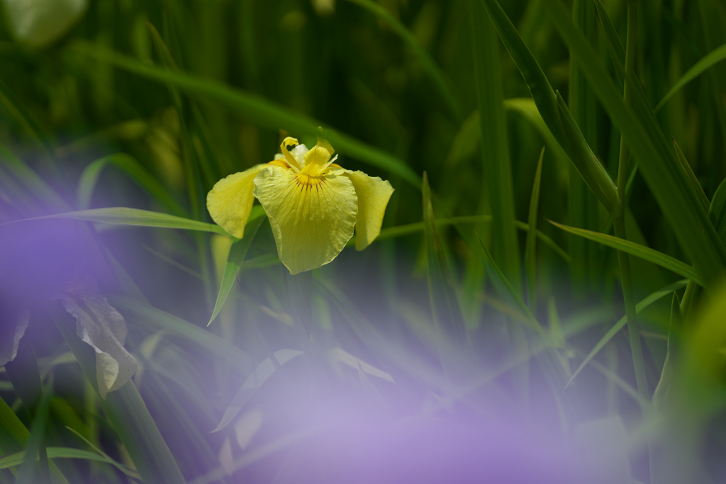 花菖蒲・２
