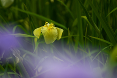 花菖蒲・２