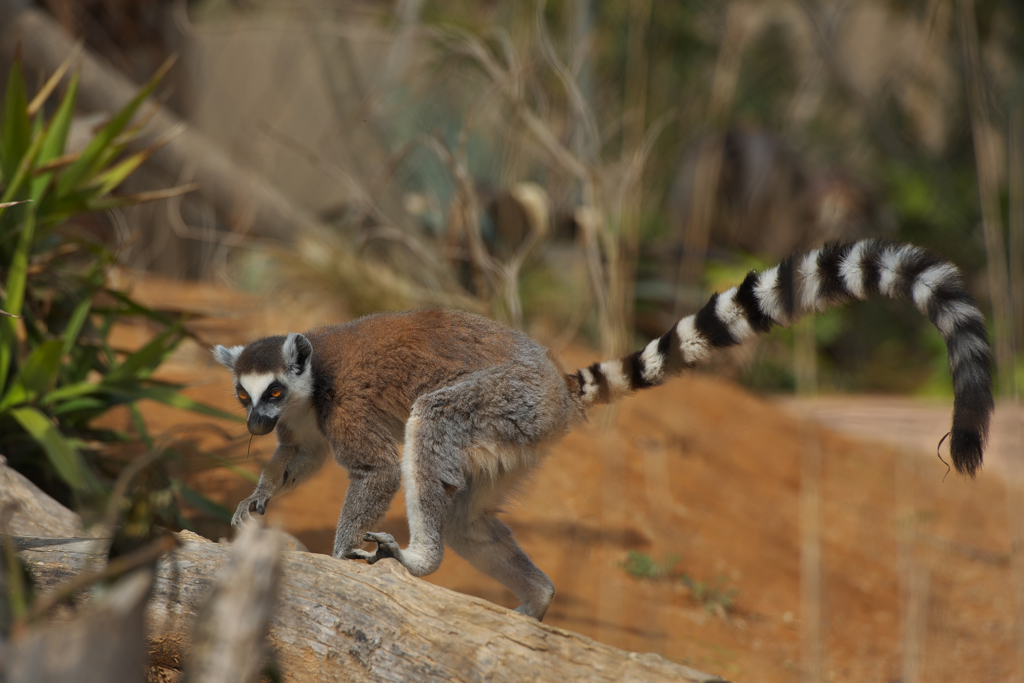 ワオキツネザル