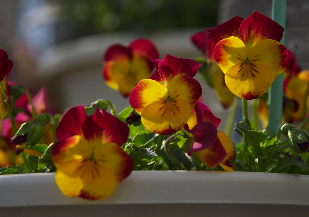 シャイニーダンス