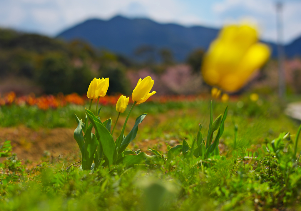 チュウリップ・３