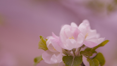 ケントの花・５