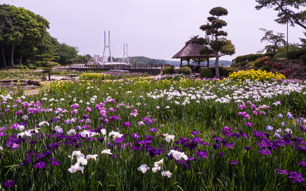 花菖蒲・３＿１