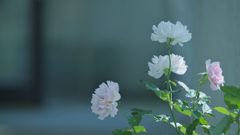 秋薔薇・３０＿１