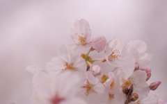 桜・４＿５