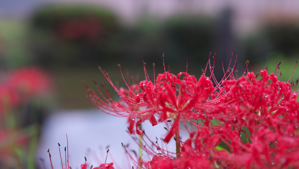 彼岸花１＿２２