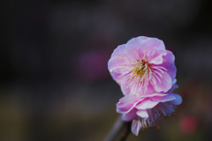 紅梅・１７