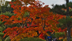 紅葉＿毛利氏庭園・３０＿１９