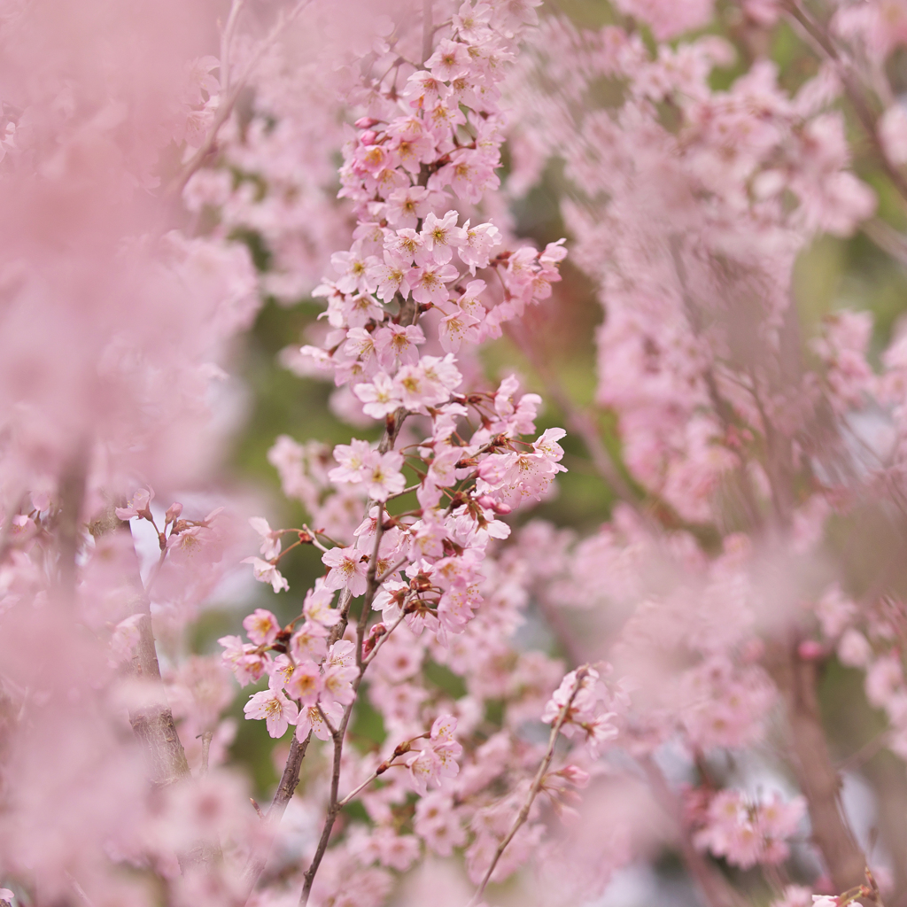 啓　翁　桜・３１＿４