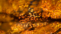 秋模様・重源の郷＿７