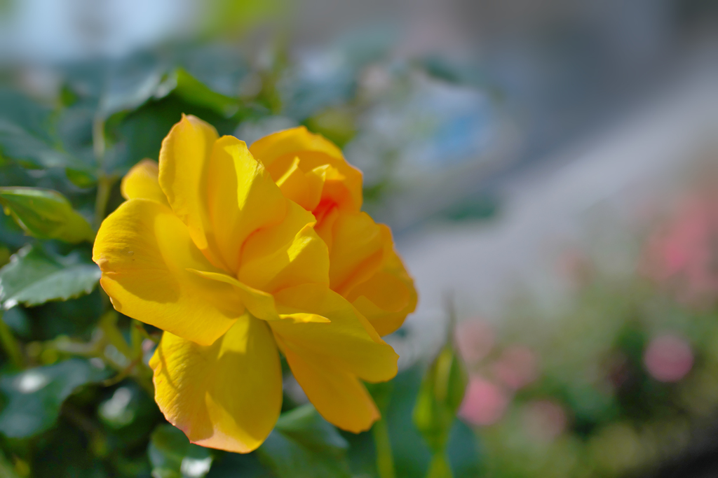 春薔薇・１８