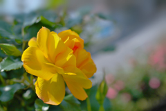 春薔薇・１８