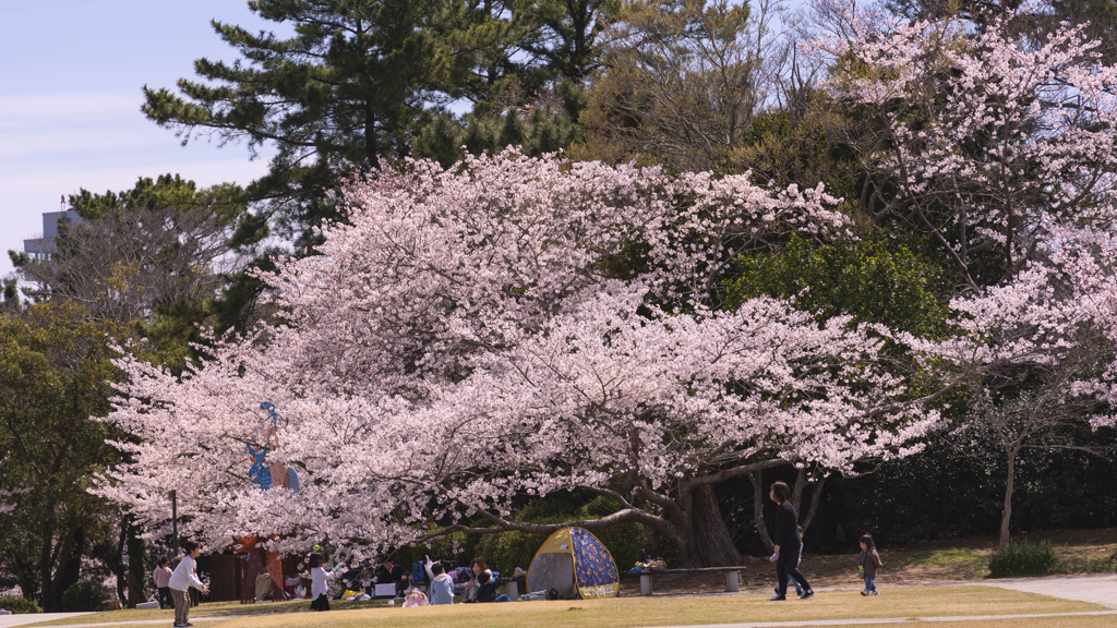 ときわ公園の桜＿１６