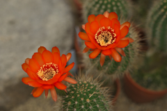 サボテンの花・１０