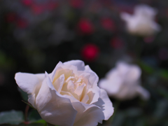春薔薇・１０