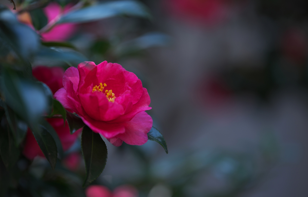 山茶花＿３０＿１２