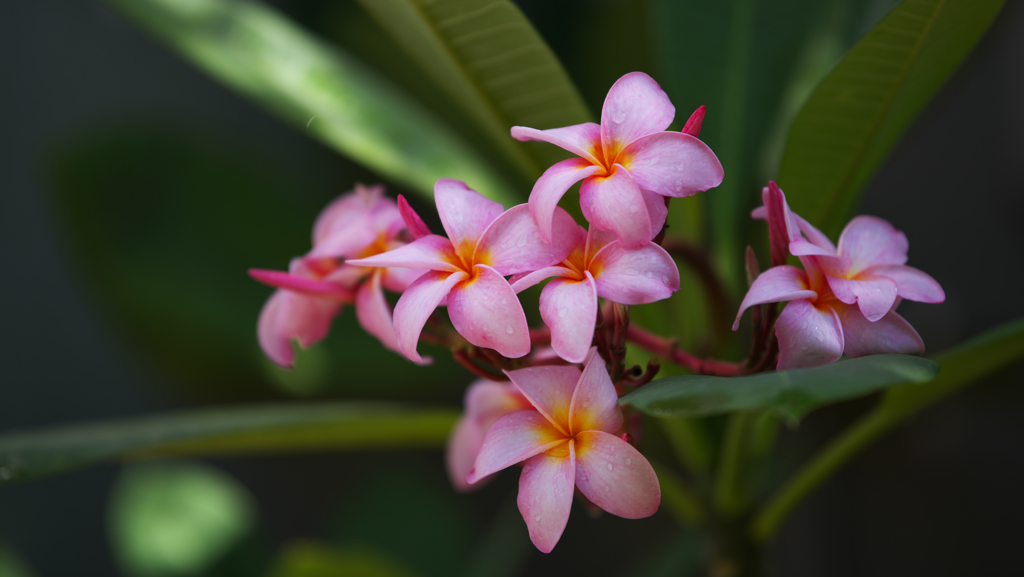 Plumeria rubra _1