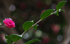 山茶花＿３０＿２３