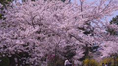 ときわ公園の桜＿１８
