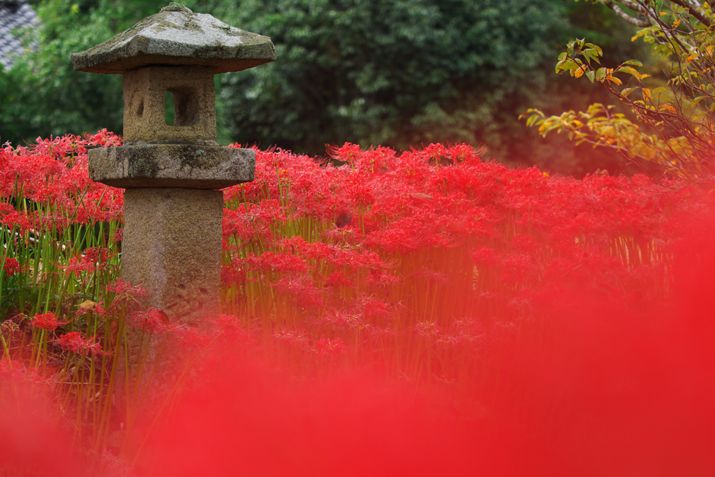 彼岸花・２０
