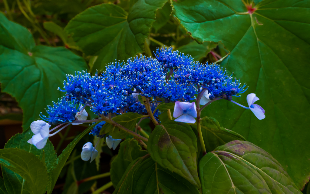 紫陽花・３＿４