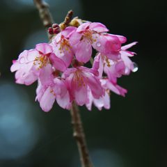 しだれ桜・１３