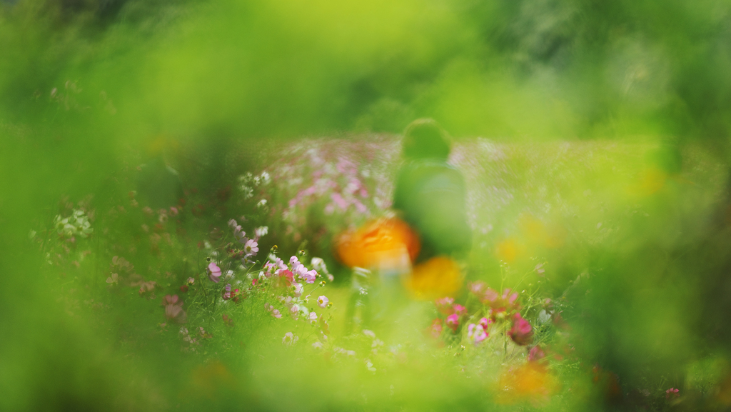 秋　桜・１＿３６