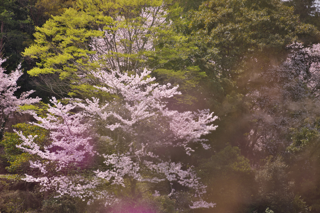 春の花色・２