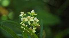 Prosthechea radiata 'Jeff'