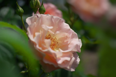 春薔薇・７