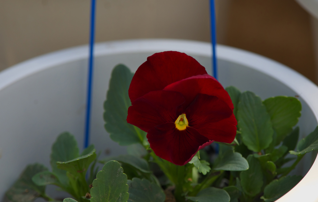 さつまサンライズ