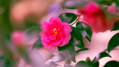 山茶花＿３